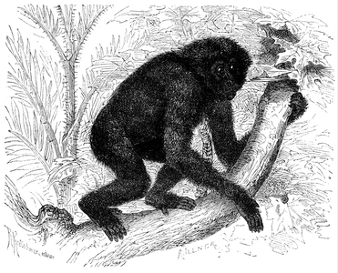 Siamang, Great gibbon