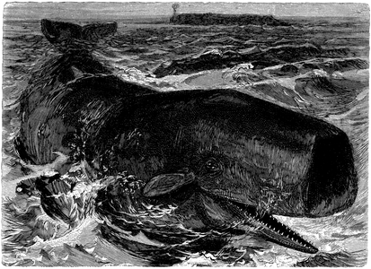 Sperm whale, cachalot