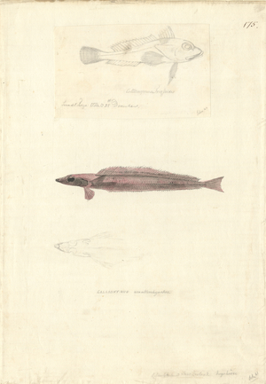 Hemerocoetes monopterygius, fish, 18th century (engraving)