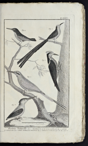 Recueil de planches, sur les sciences, les arts libéraux, et les arts méchaniques, avec leur explication by Diderot, Denis, 1762 (print)