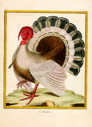 Turkey (print)