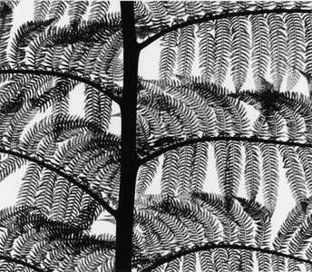Fern, California, 1954 (printed 1973) (silver gelatin print)