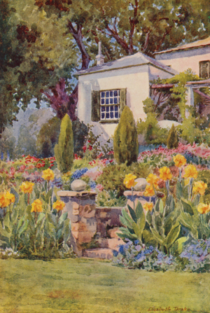 Yellow Cannas at the Steps, Bishopscourt, near Cape Town (colour litho)