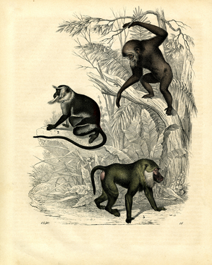 Three monkey species in tropical forest environment (engraving)
