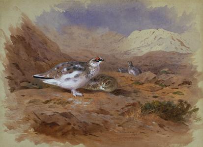 Ptarmigan in a Highland Landscape (w/c)
