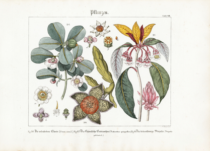 Exotic Ornamental Plants: Clusia, Enkianthus and Stapelia, 1821 (lithography)