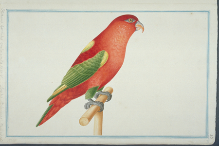 Lorius garrulus flavopalliatus