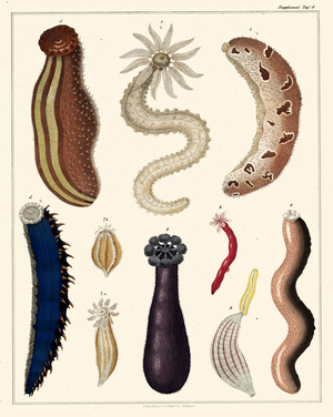 Various Marine Worms and Mollusks (print)
