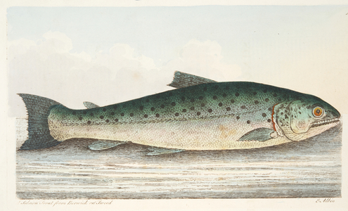 Salmon Trout from Berwick on Tweed, from A Treatise on Fish and Fish-ponds, pub. 1832 (hand coloured engraving)
