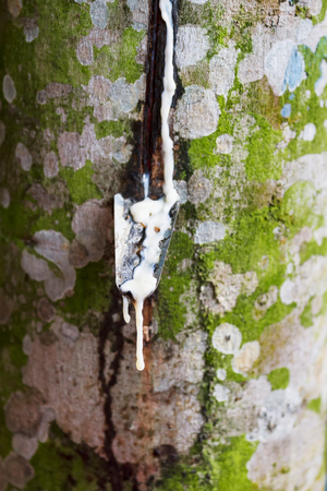 Latex being collected from a tapped rubber tree in a rubber tree plantation, Simalungun, North Sumatra, Indonesia (photo)