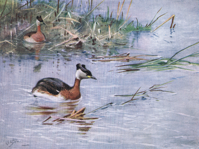 Red Necked Grebe (litho)