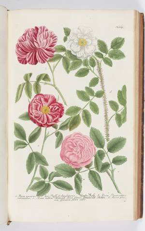 Rosa, 1737 (engraving)