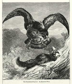The Discontented Squirrel (engraving)