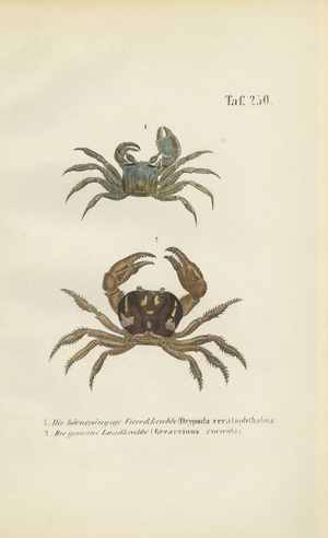 Horn-eyed Ghost Crab and Land Crab, 1850 (lithography)