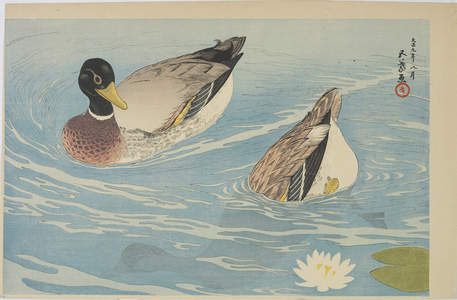 Ducks, August 1920