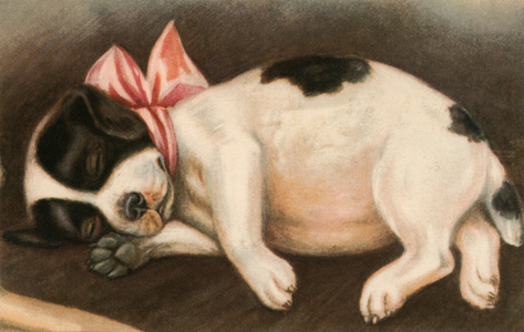 Sleeping Pointer Puppy Wearing a Pink Bow, 1907 (colour litho)
