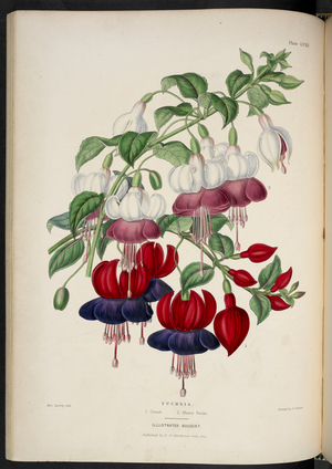 New fuchsias.
Fuchsia. 1. Comet; 2. Minnie Banks