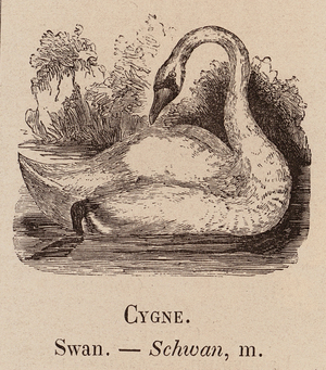 Le Vocabulaire Illustre: Cygne; Swan; Schwan (engraving)
