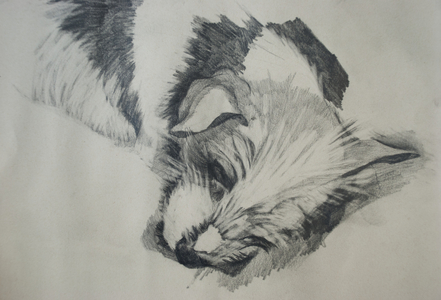 Jack Russel, 2015 (pencil on paper)