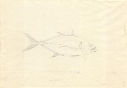 Caranx hippos