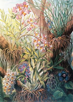 Laos: 'Orchids from Siamese Central Laos', painted by French expeditioner Louis Delaporte in 1867.