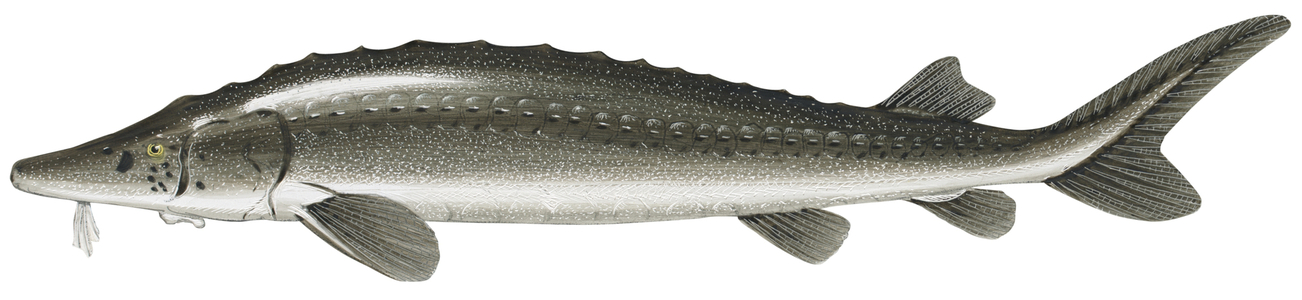 Lake sturgeon