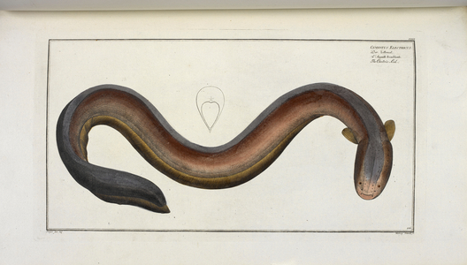 Gymnotus electricus. Der zitteraal. L'anguille tremblante.
The electric eel.