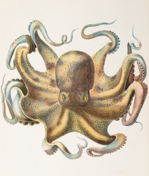 Common octopus, 1835–1848 (Plate)