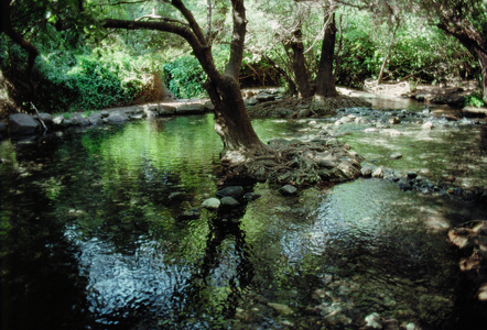 The Dan river, Nature Reserve, Dan, Israel (photo)