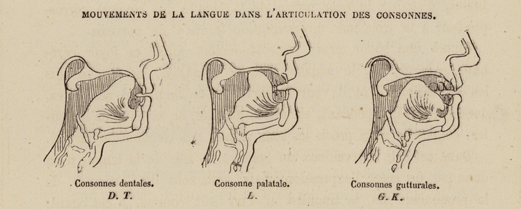 Positions of the tongue when articulating consonants (engraving)