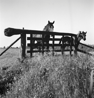 Summer in the countryside, Germany 1930s (b/w photo)