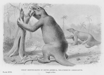 Great Ground-Sloth of South America, Megatherium Americanum (litho)