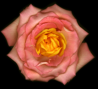 Pink Yellow Rose (photo)