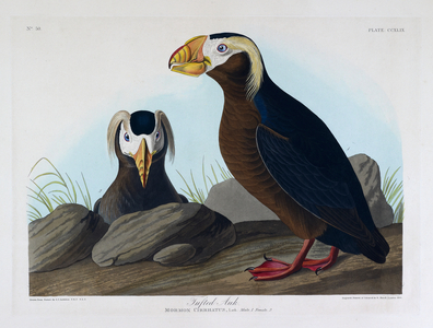 Two birds. Colour Illustration by Audubon; Tufted Auk.