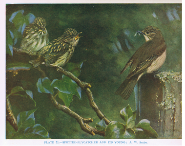 Spotted Flycatchers, illustration from 'British Birds' by Kirkman & Jourdain, 1966 (colour litho)