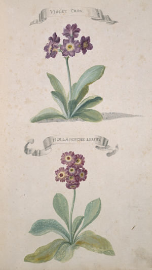 Lychnis chalcedonica
