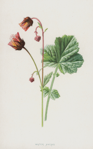 Water Avens (chromolitho)
