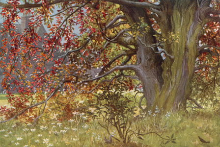 Oxford Gardens: The Purple Beech, Wadham (colour litho)