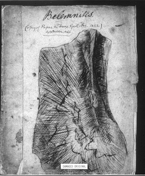 Belemnites