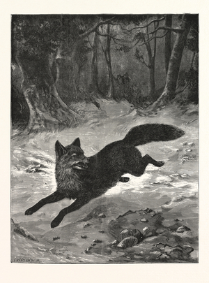 Fox-Hunting: Breaking Cover., Fox, Hunt, Hunting, Engraving 1876, UK