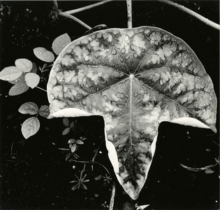 Leaf and Rain Drops, Hawaii, 1979 (silver gelatin print)