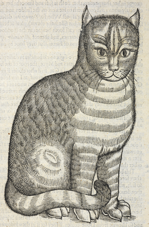 A cat.