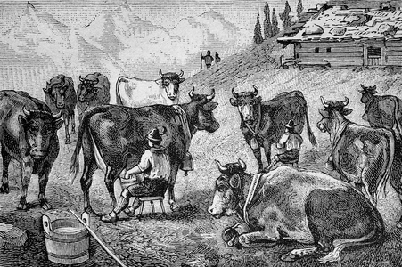 Milking the cows at a mountain hut in Allg?u