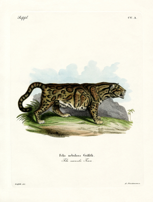 Clouded Leopard (coloured engraving)