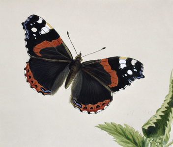 Vanessa atalanta