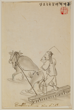 A farmer standing on a harrow being pulled by an ox.