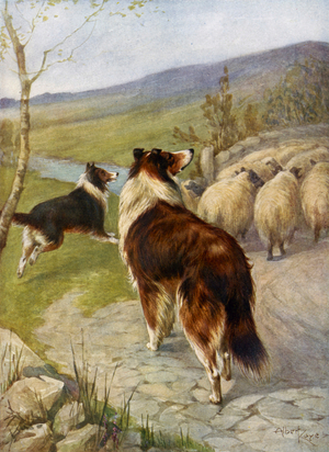 Sheepdog (colour litho)