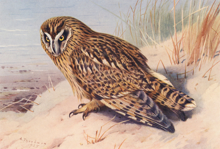 Short-Eared Owl (colour litho)