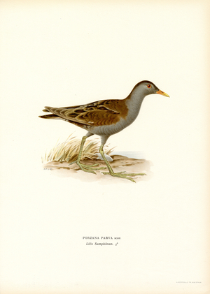 Little Crake (colour litho)