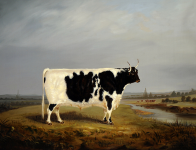A Prize Black and White Bull in a Landscape (oil on canvas)